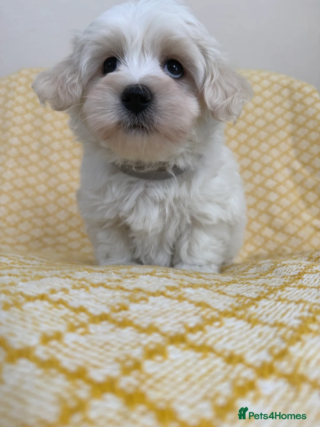 Maltipoo dogs for sale: Beautiful happy health tested Maltipoo fur babies  - Advert 17