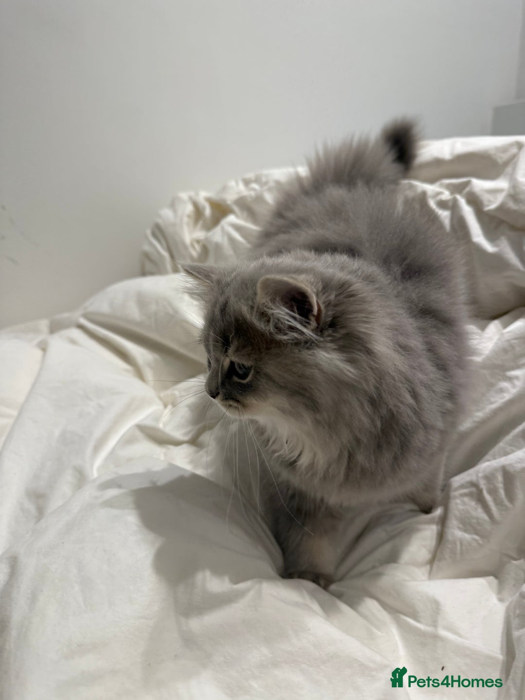British Longhair cats for sale: Beautiful British Longhair Kittens  - Image 3