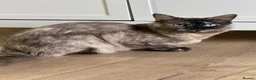 Ragdoll cats for sale: 2 year old beautiful ragdoll female  - Advert 6