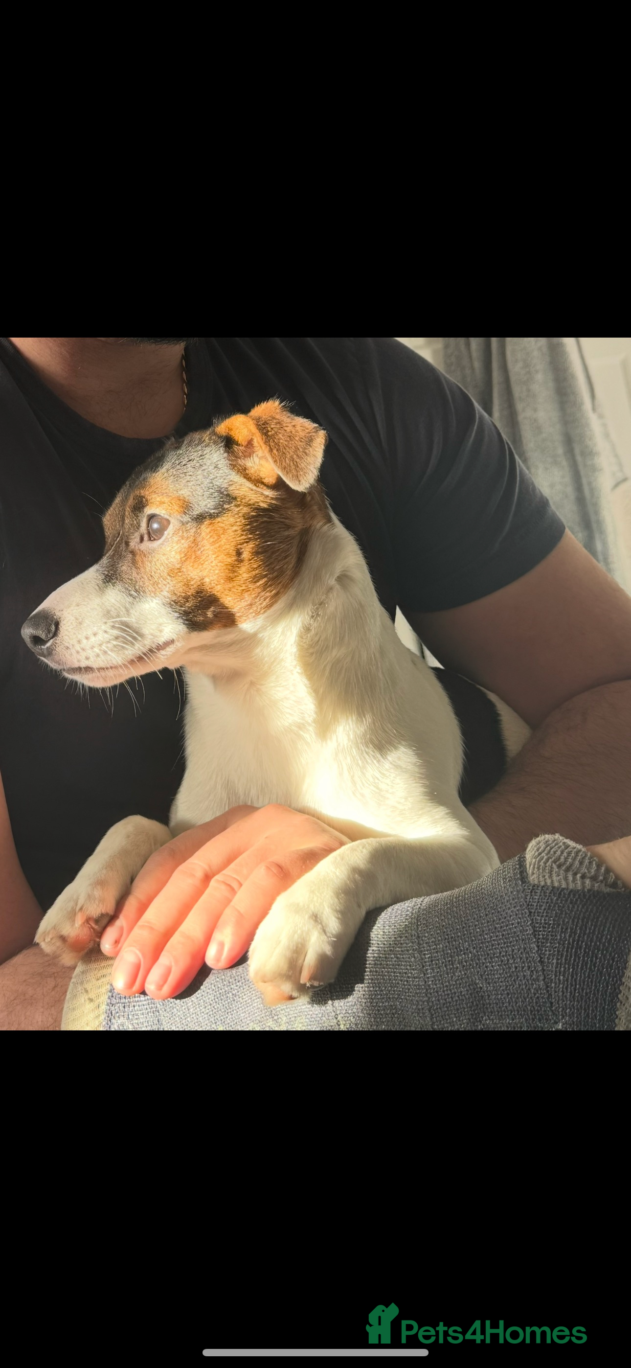 Jack Russell dogs Jack Russel for Stud  - Advert 5