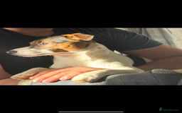 Jack Russell dogs for stud: Jack Russel for Stud  - Advert 1