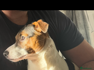 Jack Russell dogs Jack Russel for Stud - Advert 12