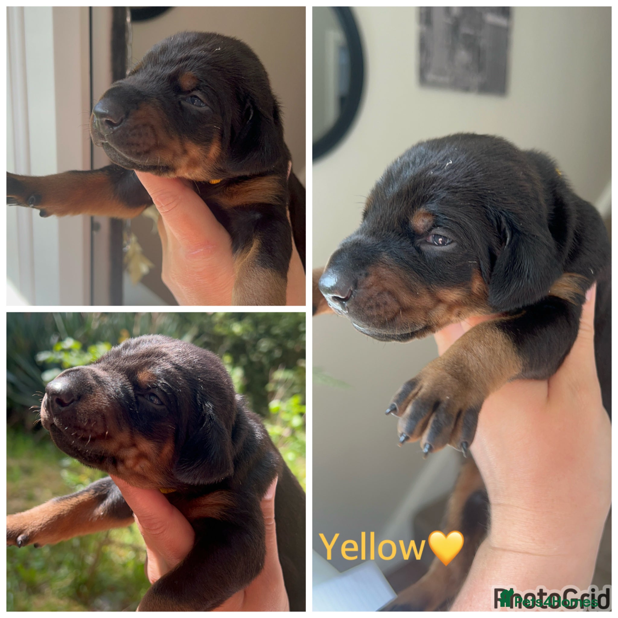 Dobermann dogs 5 Dobermann puppies LEFT  - Advert 10