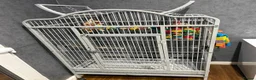 Parrots birds for sale: Beautiful tame female African grey - Advert 3