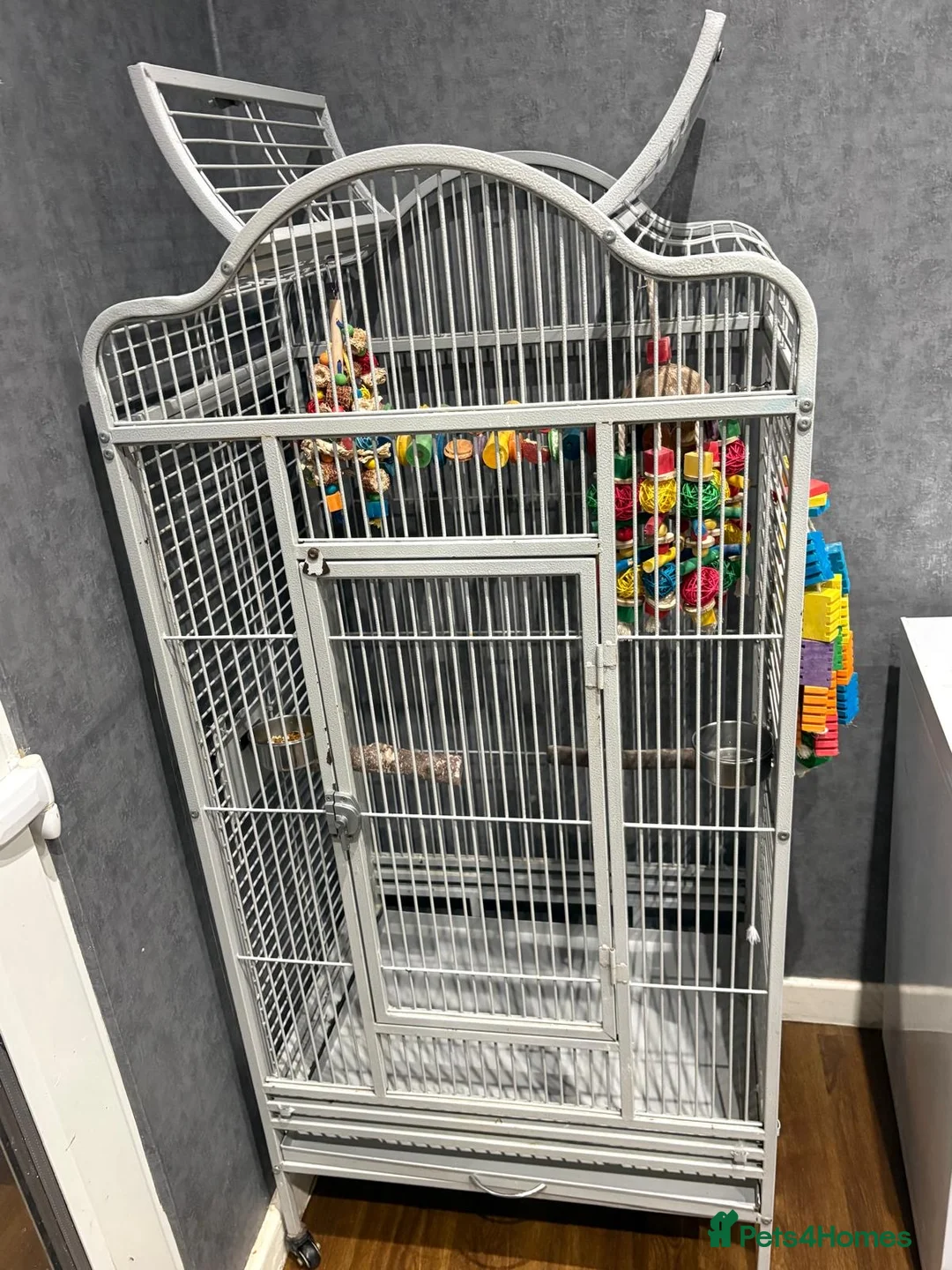 Parrots birds for sale: Beautiful tame female African grey - Advert 3