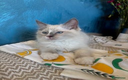 Ragdoll cats for sale: GORGEUS RAGDOLL KITTENS FOR SALE - Image 8