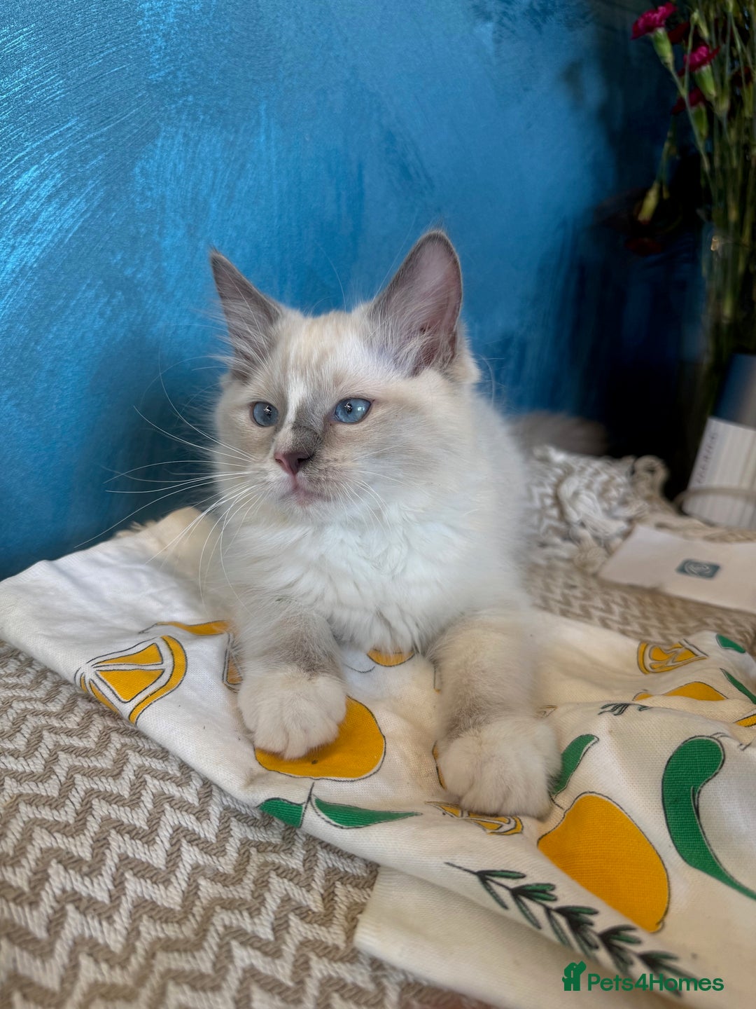 Ragdoll cats for sale: GORGEUS RAGDOLL KITTENS FOR SALE - Image 8