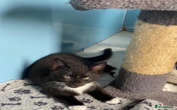 Mixed Breed cats for sale: 2 boys 1 girl left - Image 20
