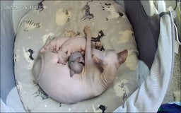 Sphynx cats for sale: Sphinx kittens for sale. Born 06/10/2025 - Image 1
