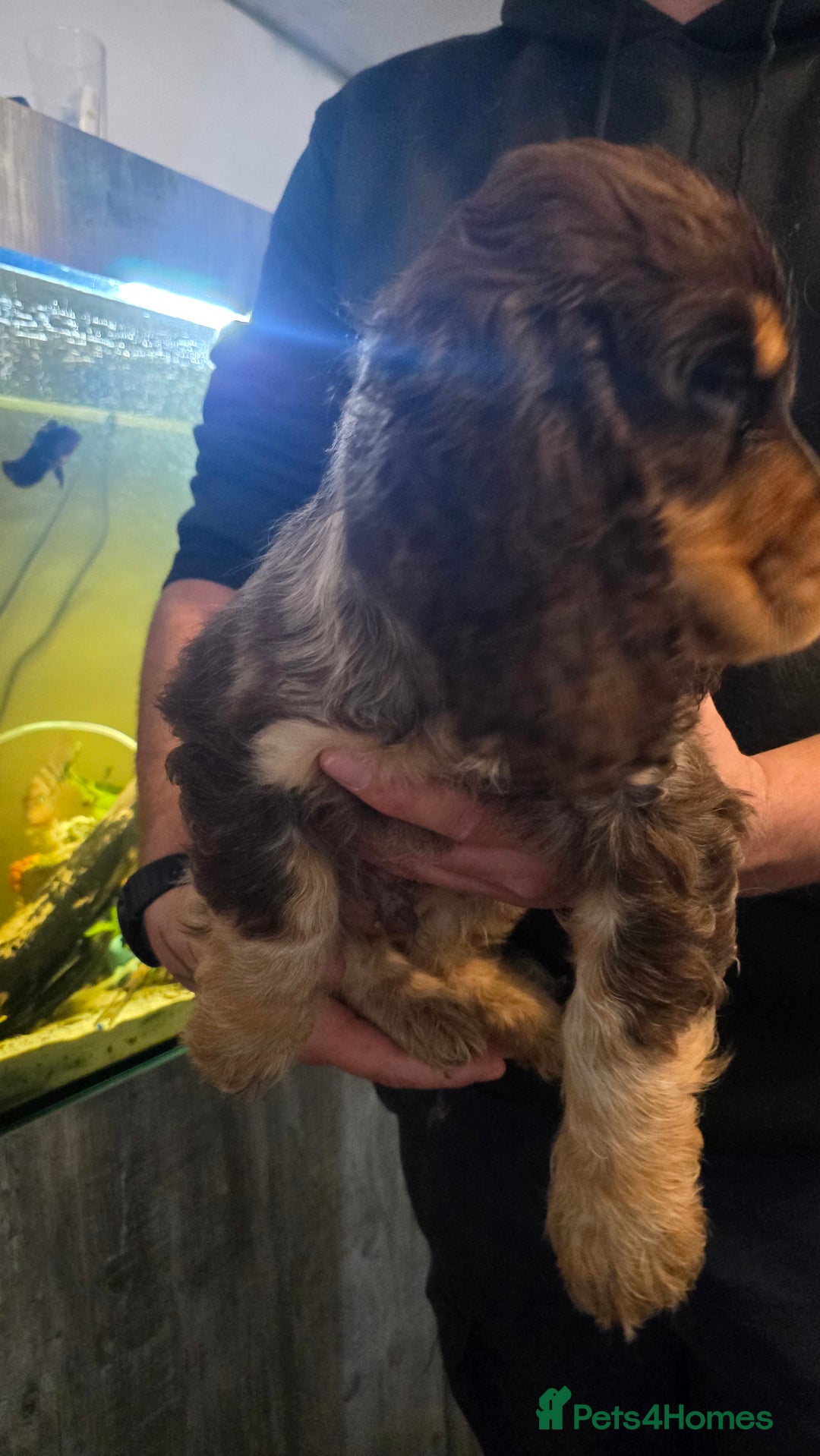 Cocker Spaniel dogs for sale: Chocolate Roan & Tan Cocker Spaniel Puppies - Advert 12