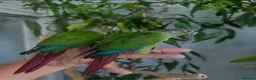 Conures birds for sale: Baby green cheek conures  - Advert 1