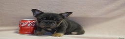 French Bulldog dogs for sale: French bulldog 2 males.One full pink,one blue tan - Advert 6