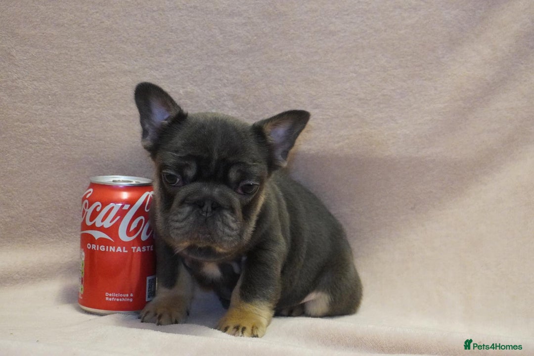 French Bulldog dogs for sale: French bulldog 2 males.One full pink,one blue tan - Advert 6