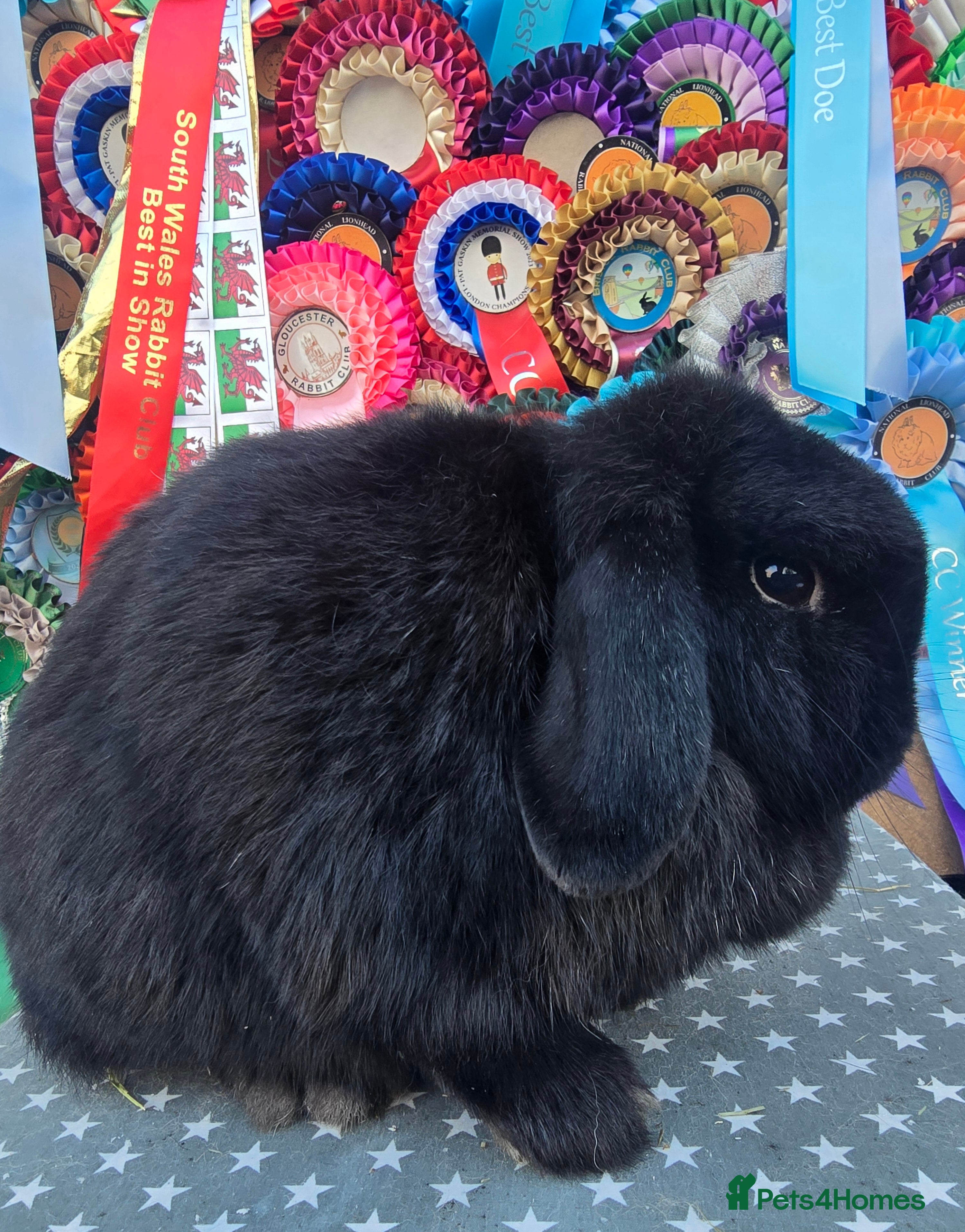Mini Lop rabbits 3 gorgeous mini lops does available  - Advert 1