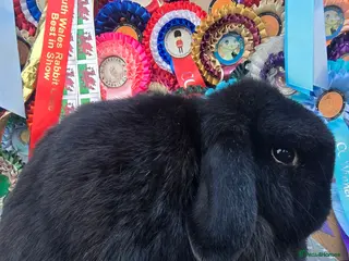Mini Lop rabbits 3 gorgeous mini lops does available - Advert 1