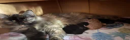 Mixed Breed cats for sale: Great selection of beautiful kittens - Advert 12