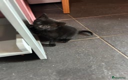 Mixed Breed cats for sale: Kittens for sale - Image 15