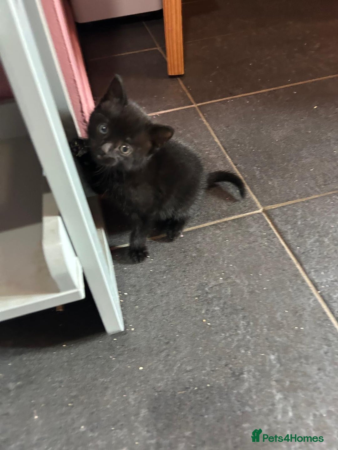 Mixed Breed cats for sale: Kittens for sale - Image 15