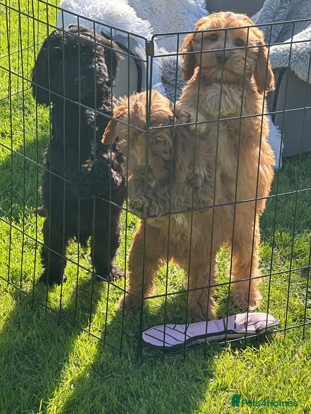Cockapoo dogs for sale: Cockapoo babies  - Image 5
