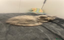 British Longhair cats for sale: Tortie British Short hair  - Advert 2