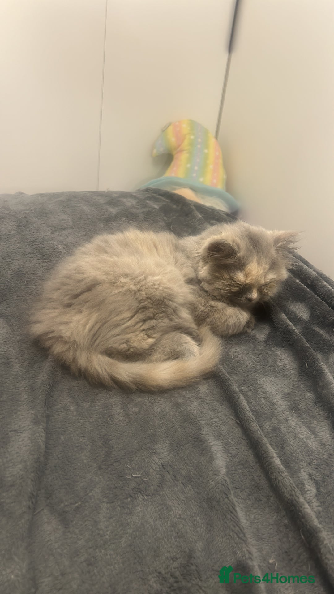 British Longhair cats for sale: Tortie British Short hair  - Advert 2