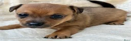 Jack Russell dogs for sale: 🐶  Jack Russell Puppies –  Ready Now 🐾 - Advert 5