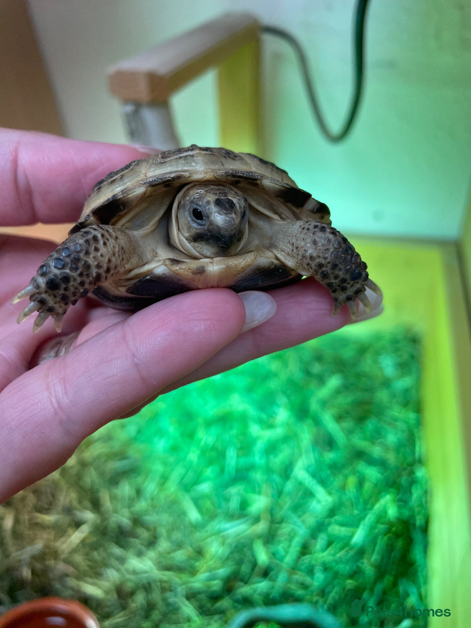 Tortoise reptiles for sale: Baby Horsefield Tortoises Available  - Advert 3