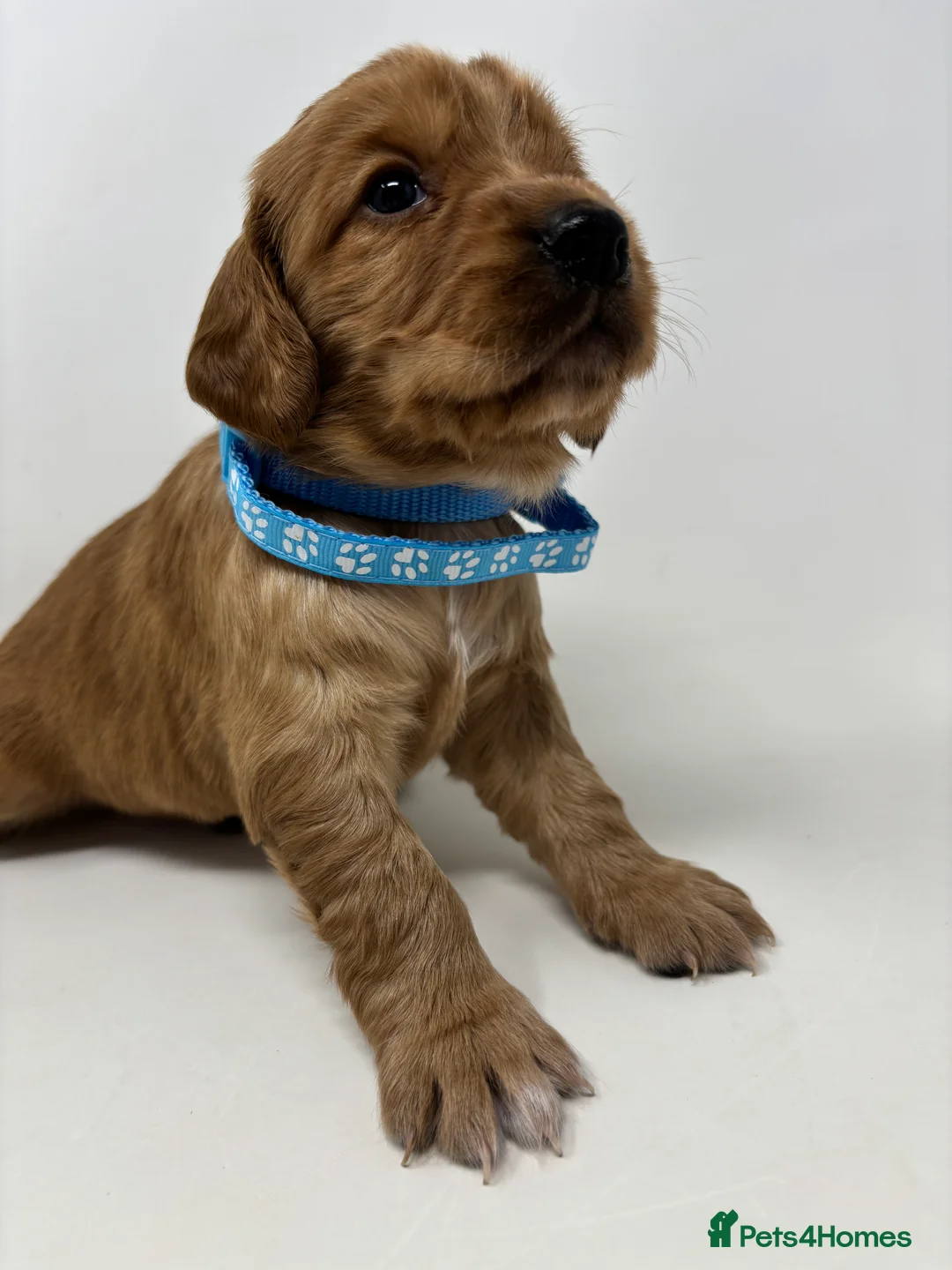 Cocker Spaniel dogs for sale: CHUNKY RED WORKING COCKER SPANIEL PUPPIES  - Advert 10