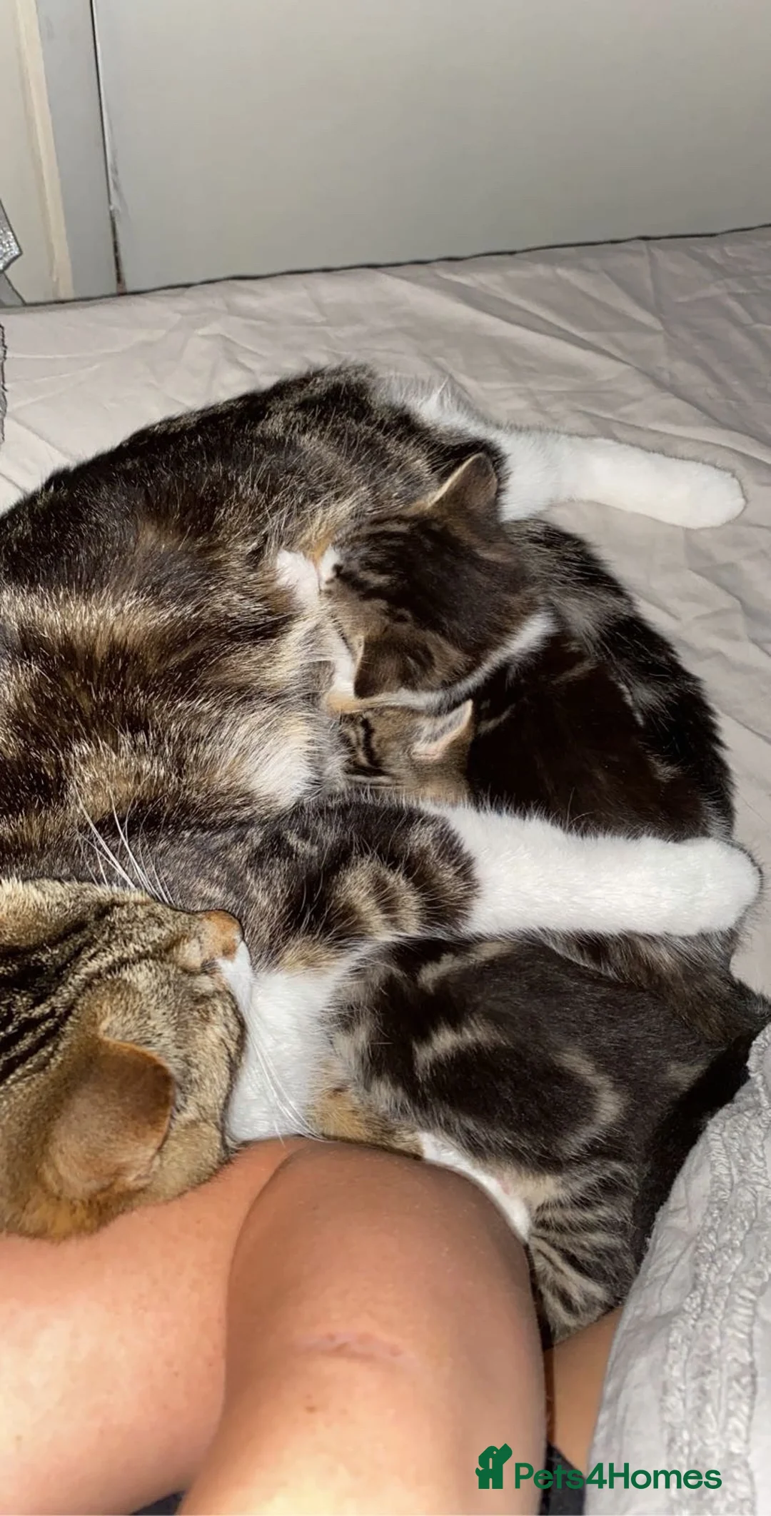Mixed Breed cats for sale: Kittens ready for new homes now  - Advert 9
