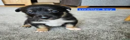 Border Collie dogs for sale: 🔥Unique tri border collie pups 🔥 - Advert 22