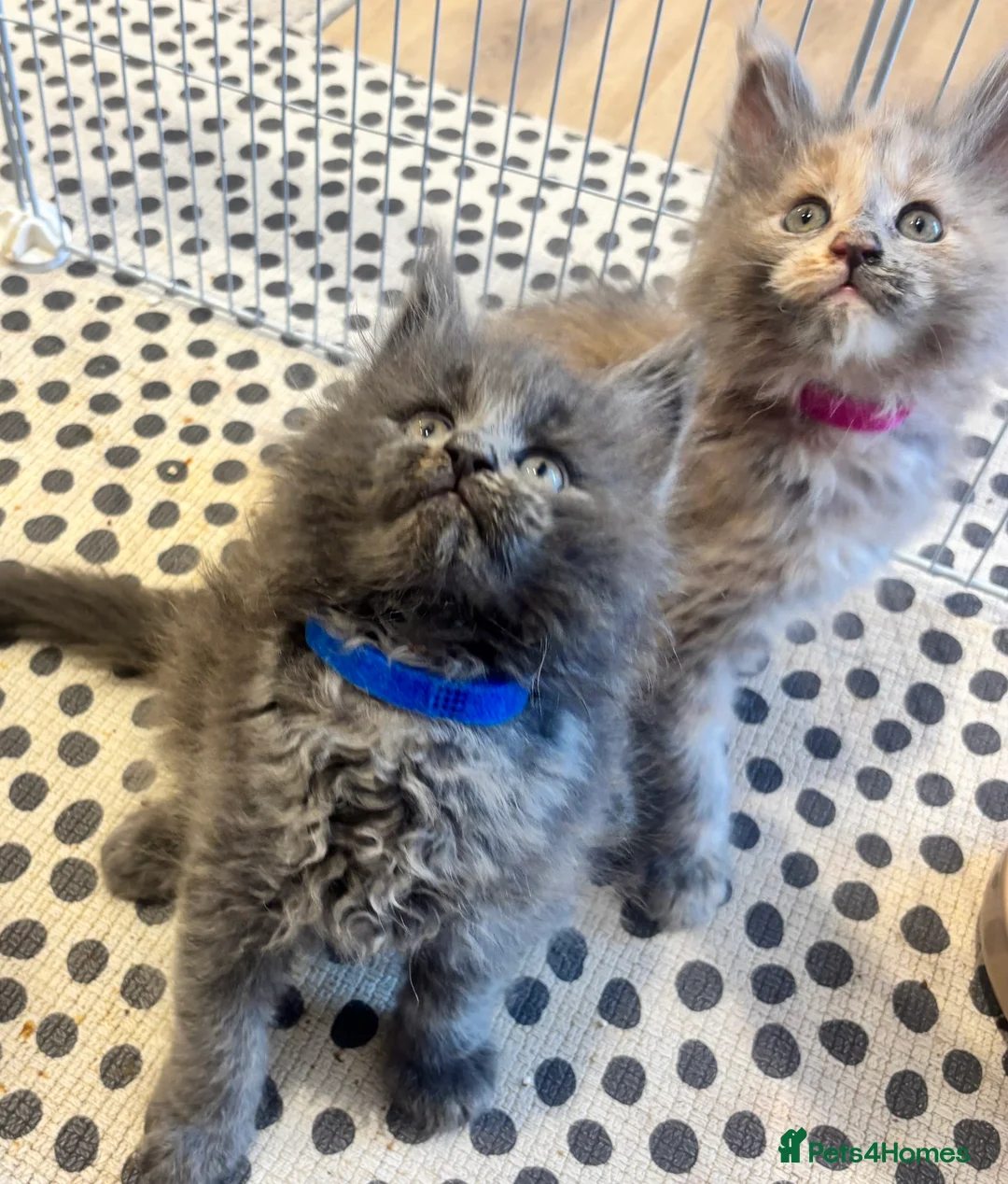 Maine Coon cats for sale: Maine Coon Kittens  - Advert 5