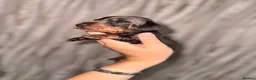 Dachshund dogs for sale: Here we have a beautiful litter of 6 puppies  in Walsall - Advert 3
