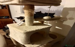 Mixed Breed cats for sale: Pet kittens (Sold) - Image 6