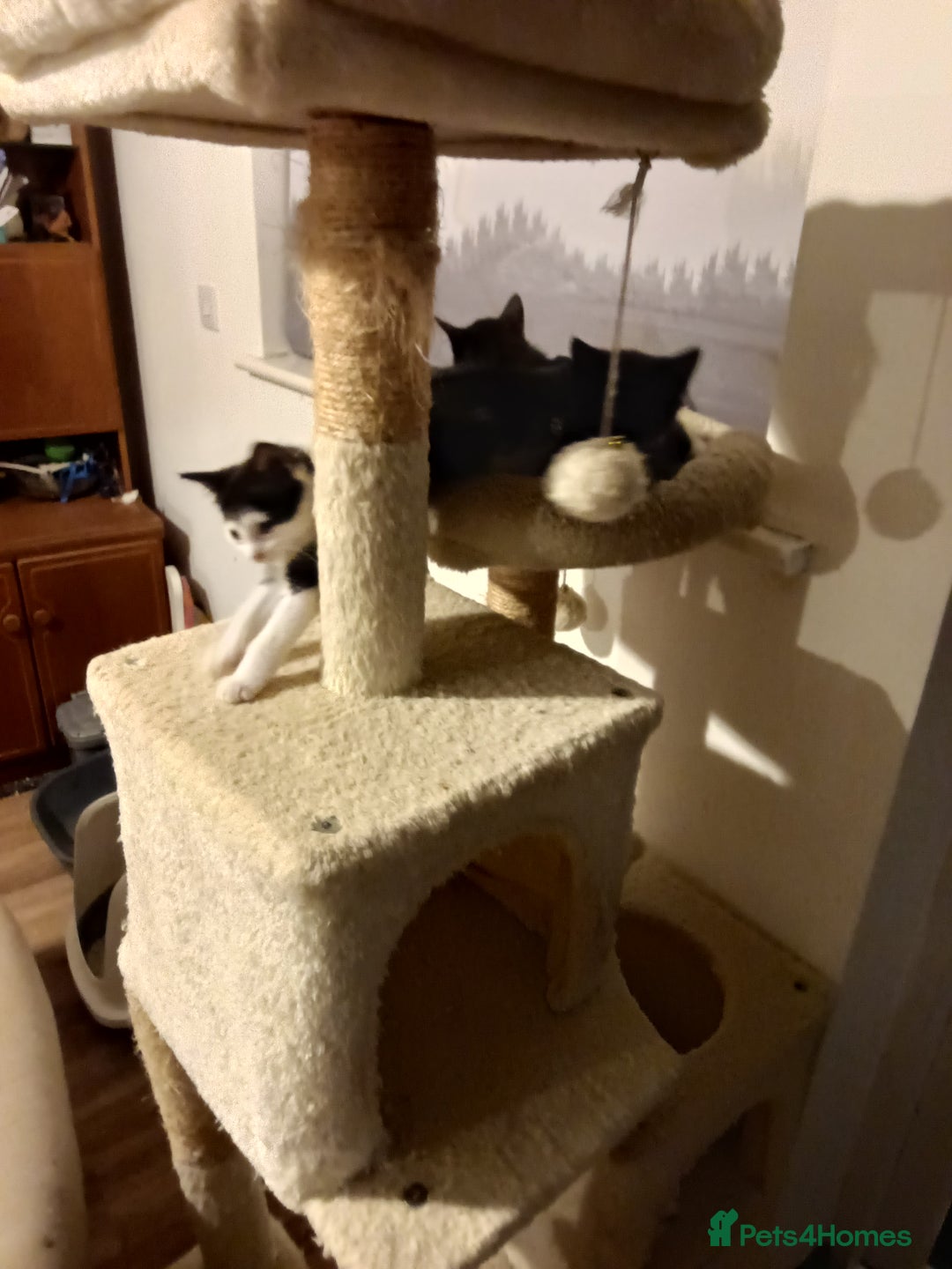 Mixed Breed cats for sale: Pet kittens (Sold) - Image 6