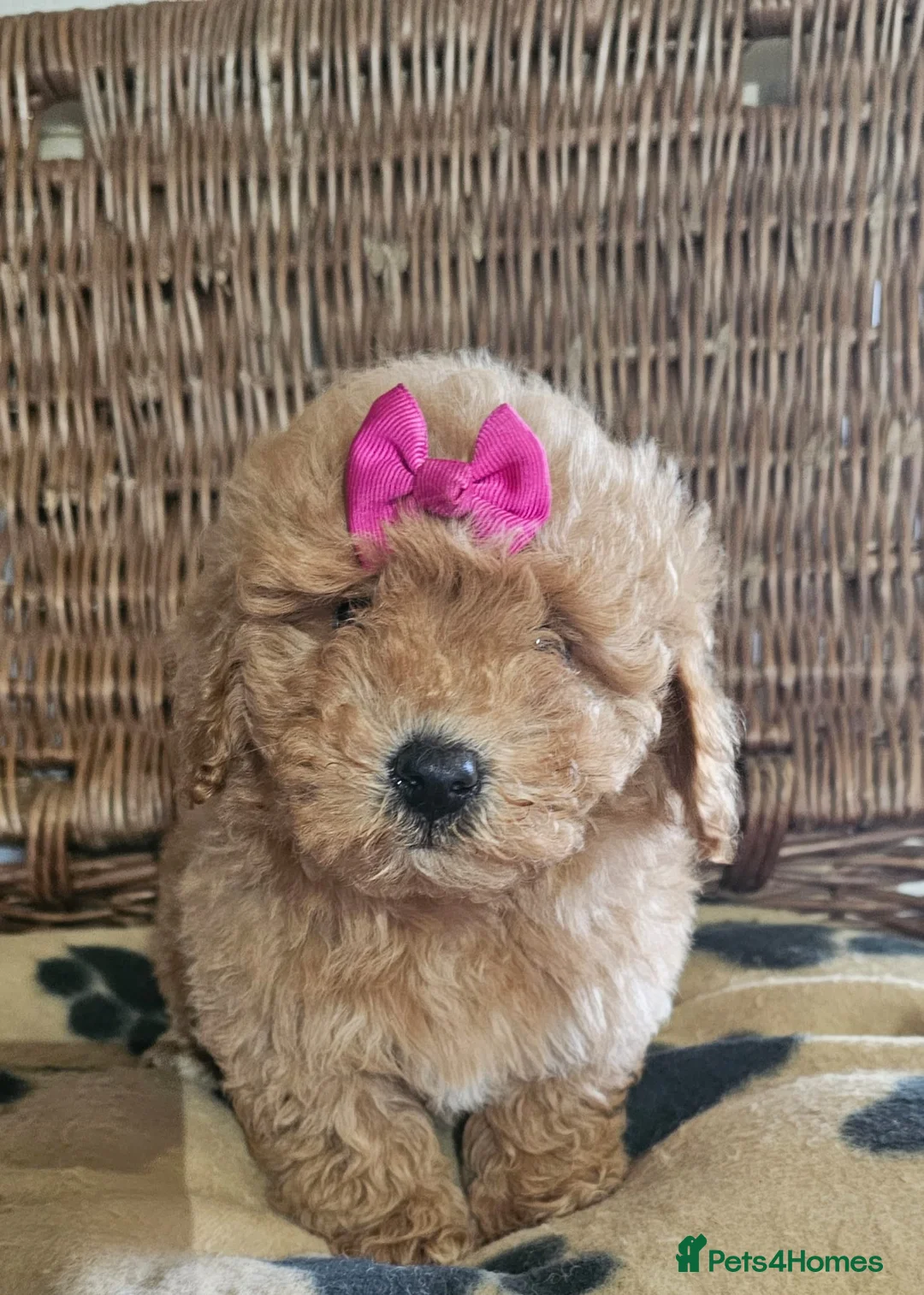 Cavapoo dogs for sale: Cavapoo puppies heath checked by vet  - Advert 7
