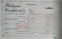 Persian cats for sale: Blue Persian  in Chesterfield - Image 3