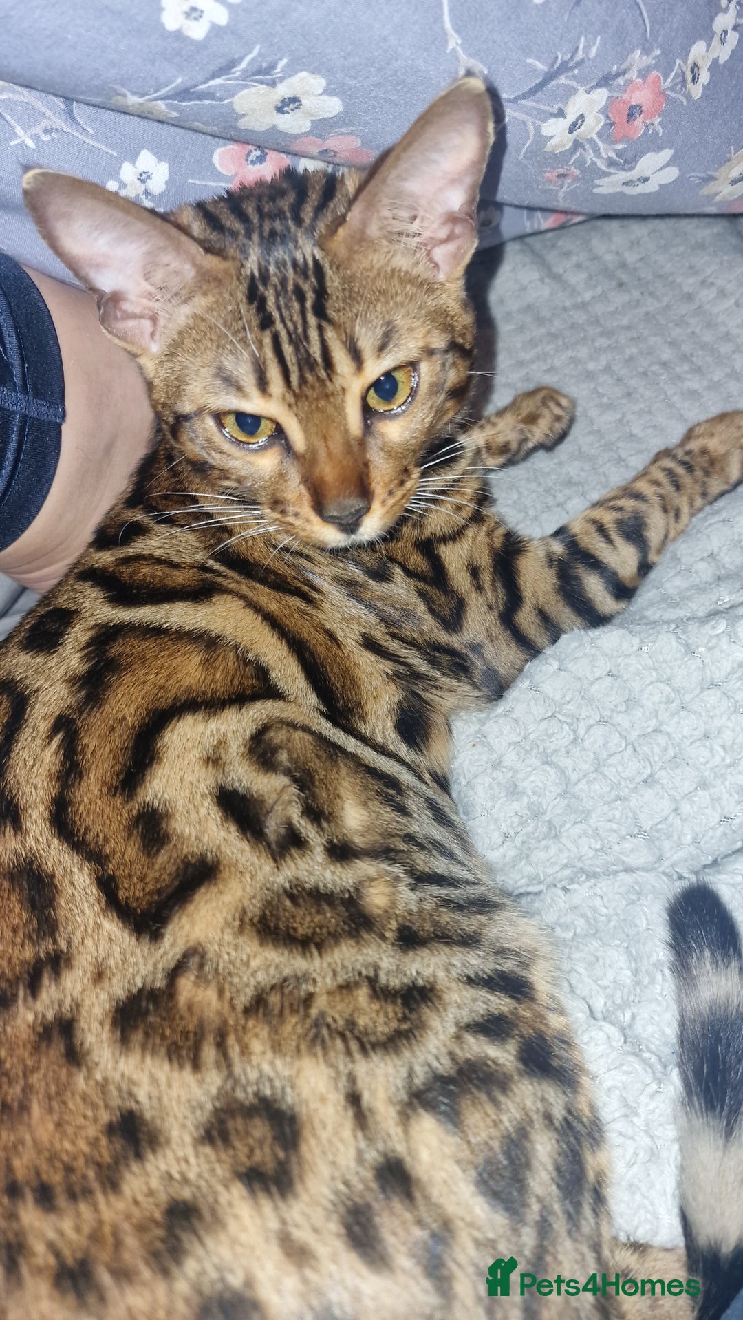 Bengal cats for sale:  🌟 Stunning Bengal Kittens  🌟 🥰🥰 - Advert 30