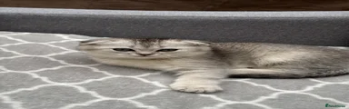 British Shorthair Kitten 2