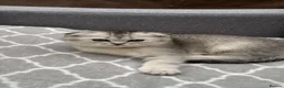 British Shorthair cats for sale: Kittens  - Advert 2