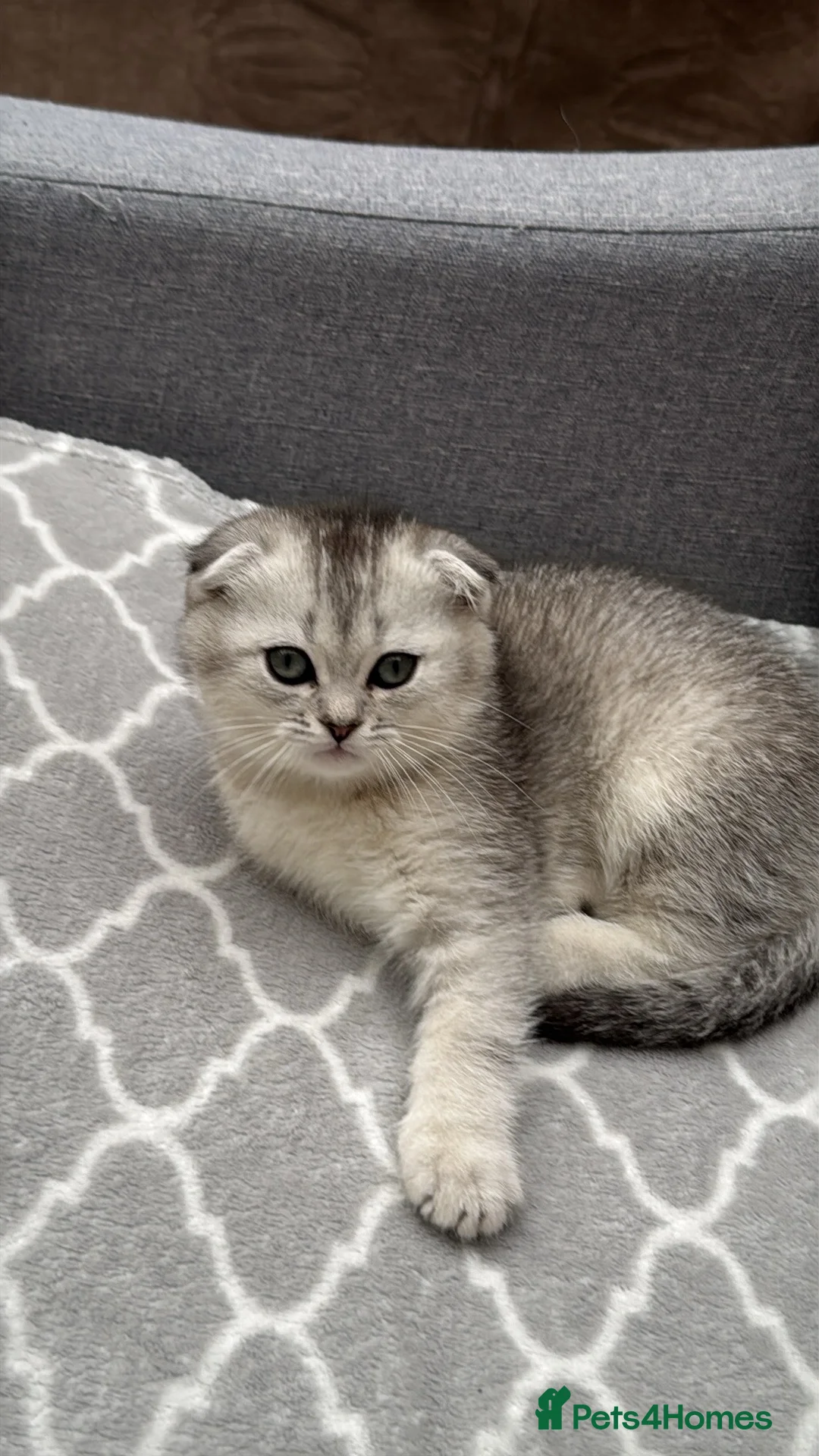 British Shorthair cats for sale: Kittens  - Advert 2