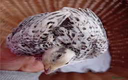 Quail poultry for sale: Snowflake Bobwhite Quail Chicks ~ Various Ages - Image 2