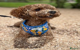 Cavapoo dogs for stud: Barnaby Holden  - Image 5
