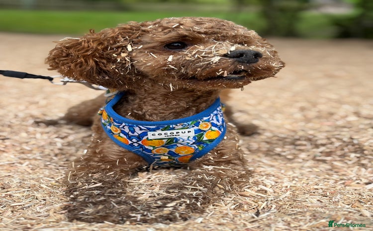 Cavapoo dogs - Advert 2