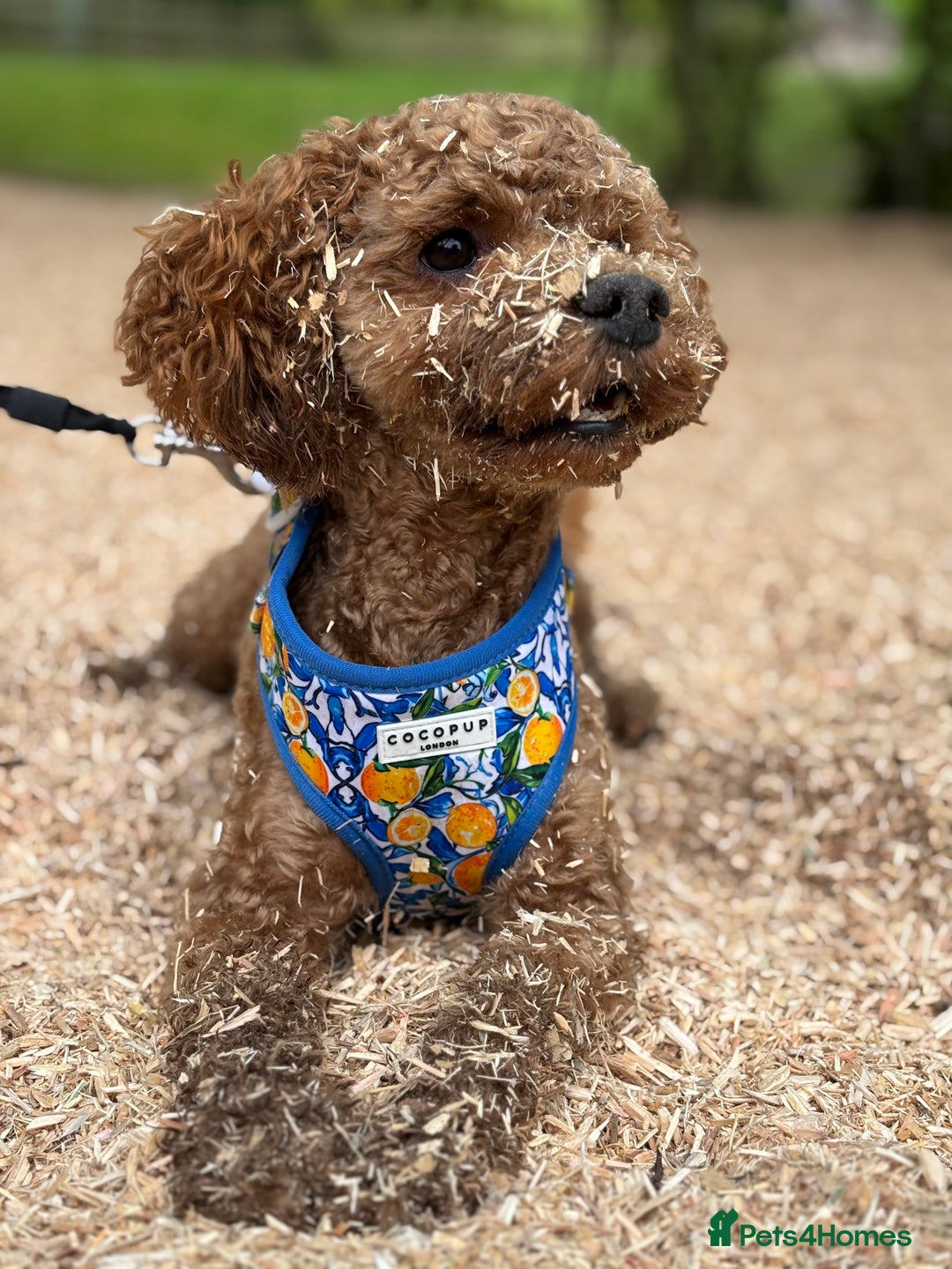 Cavapoo dogs for stud: Barnaby Holden  - Image 5