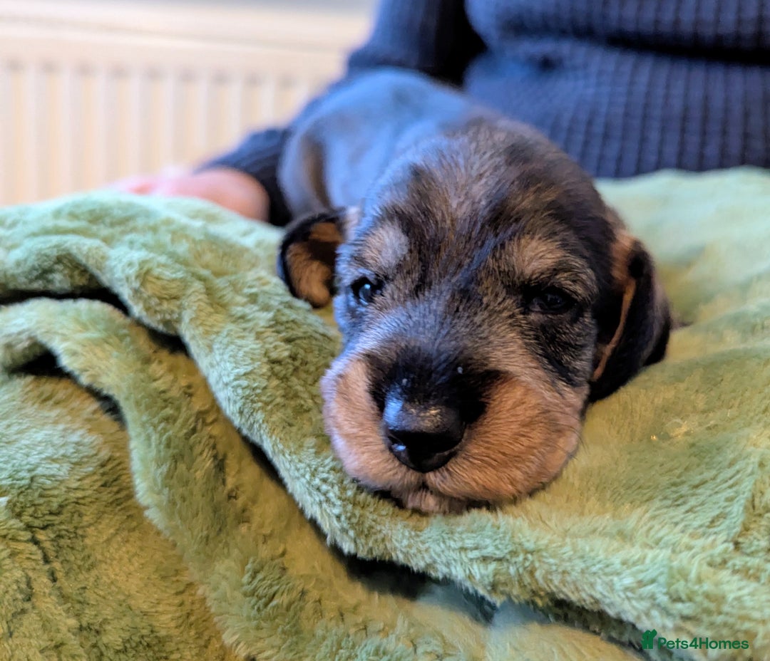 Dachshund dogs for sale: Standard Wirehaired Dachshund Puppies - Image 10