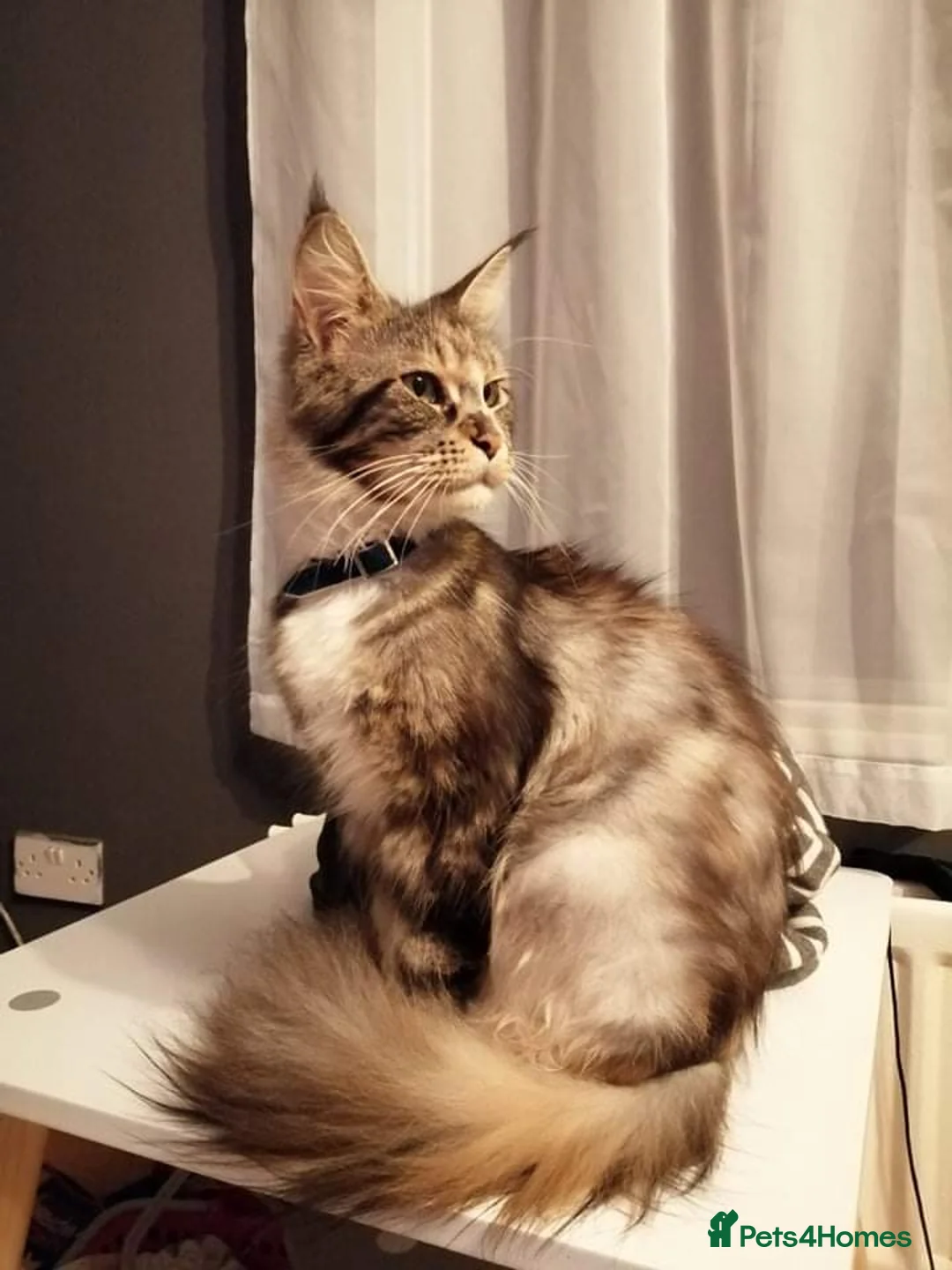 Maine Coon cats for sale: Beauiful Maine Coon kittens - Advert 1