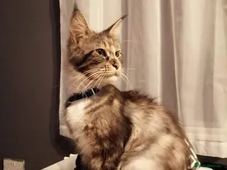 Maine Coon cats Beauiful Maine Coon kittens - Advert 1