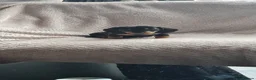 Dachshund dogs for sale: Kc paperd miniature dachshund puppies for sale - Advert 3