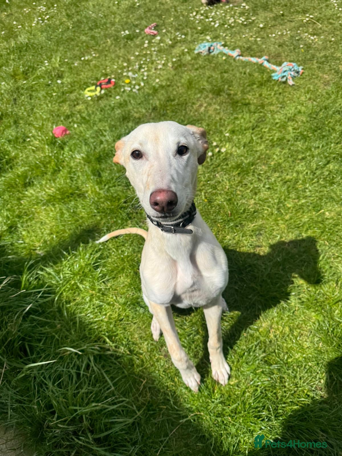 Mixed Breed dogs Lovely Suluki/Lurcher Cross Puppy - Advert 12