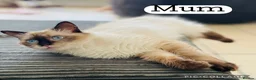 Ragdoll cats for sale: Pedigree Ragdoll Kittens  - Advert 15